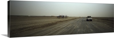 Truck and camels on a road, United Arab Emirates