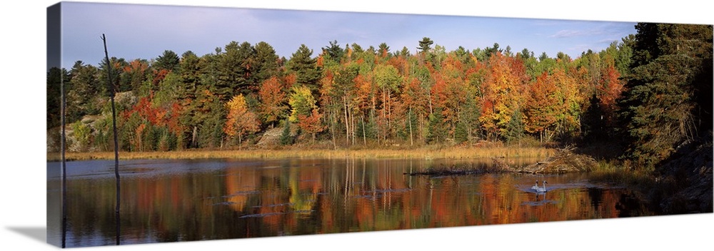A thick forest of autumn colored trees is photographed from across a lake with two swans swimming in it.