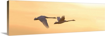 Trumpeter Swans In Flight At Sunset, West Alton, St. Charles County, Missouri, USA