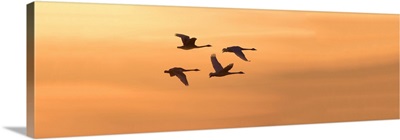 Trumpeter Swans In Flight At Sunset, West Alton, St. Charles County, Missouri, USA