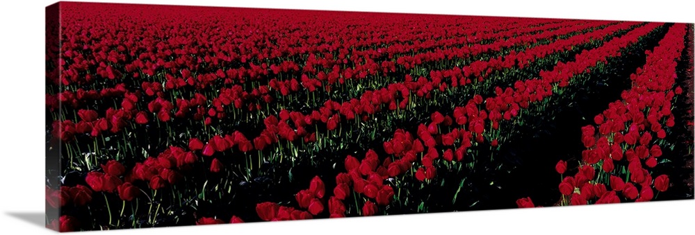 Tulip Field Mount Vernon WA