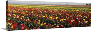 Tulip Field Willamette Valley OR image thumbnail