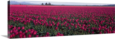 Tulip Fields Skagit County WA
