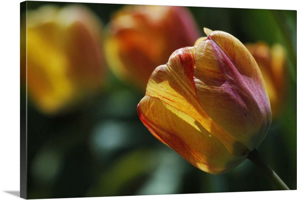 Tulip flowers blooming, selective focus close up.