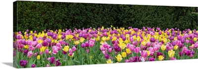 Tulip Flowers In A Garden, Chicago Botanic Garden, Glencoe, Cook County, Illinois, USA