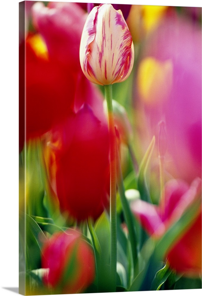 Portrait, close up photograph on a large wall hanging of a field of tulips, a center tulip in focus, the surrounding flowe...