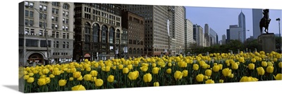 Tulips along South Michigan Avenue, Chicago, Illinois