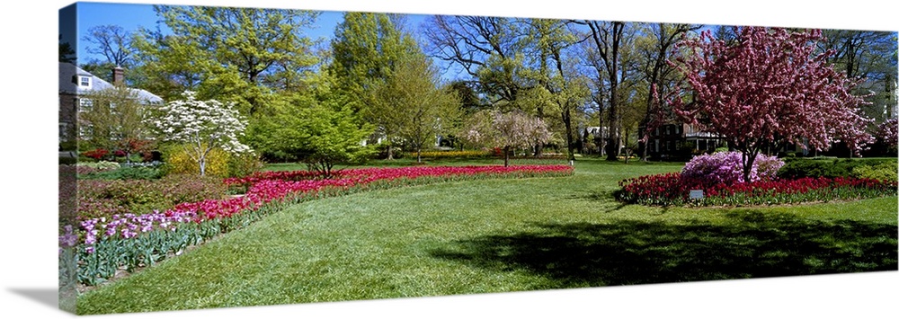 Tulips and cherry trees in a garden, Sherwood Gardens, Baltimore, Maryland