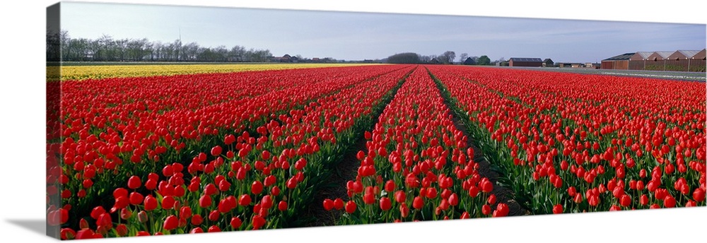 Tulips Egmond Netherlands