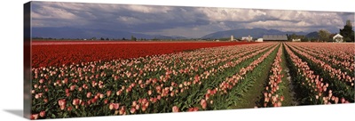 Tulips in a field, Skagit Valley, Washington State