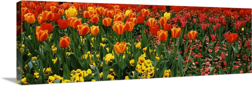 A flower bed of spring flowers captured in a panoramic shaped photograph on decorative wall art for the home or office.