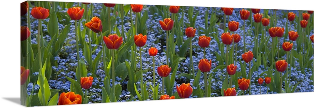 Panoramic picture taken of a field of flowers. Small blue flowers grow underneath the tall tulips.