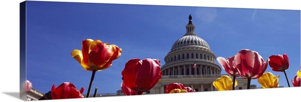 Tulips with a government building in the background Capitol Building Washington DC