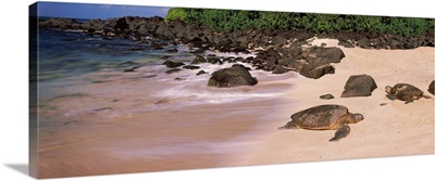 Turtles on the beach, Oahu, Hawaii