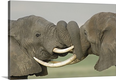 Two African elephants fighting in a field, Ngorongoro Crater, Arusha Region, Tanzania (Loxodonta africana)