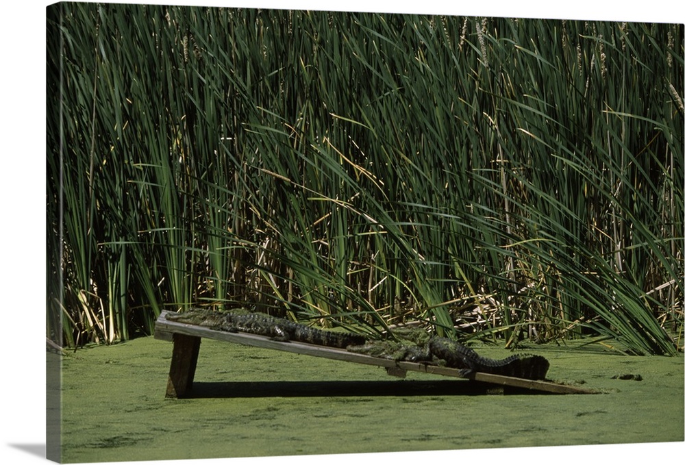 Two alligators resting on a wooden platform, Magnolia Plantation and Gardens, Charleston, Charleston County, South Carolina,
