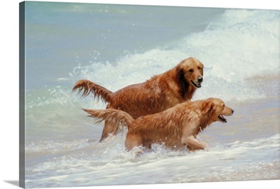 Two Golden Retrievers in the surf in Hawaii