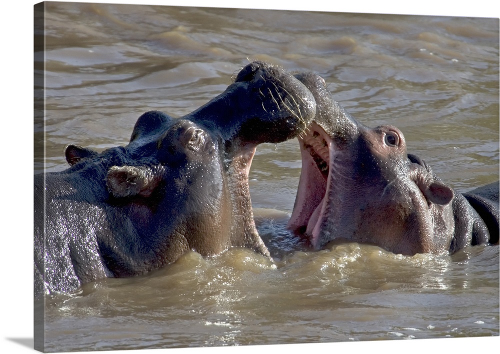 Two hippopotamus fighting in water