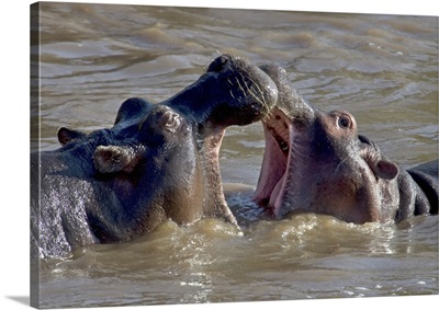 Two hippopotamus fighting in water
