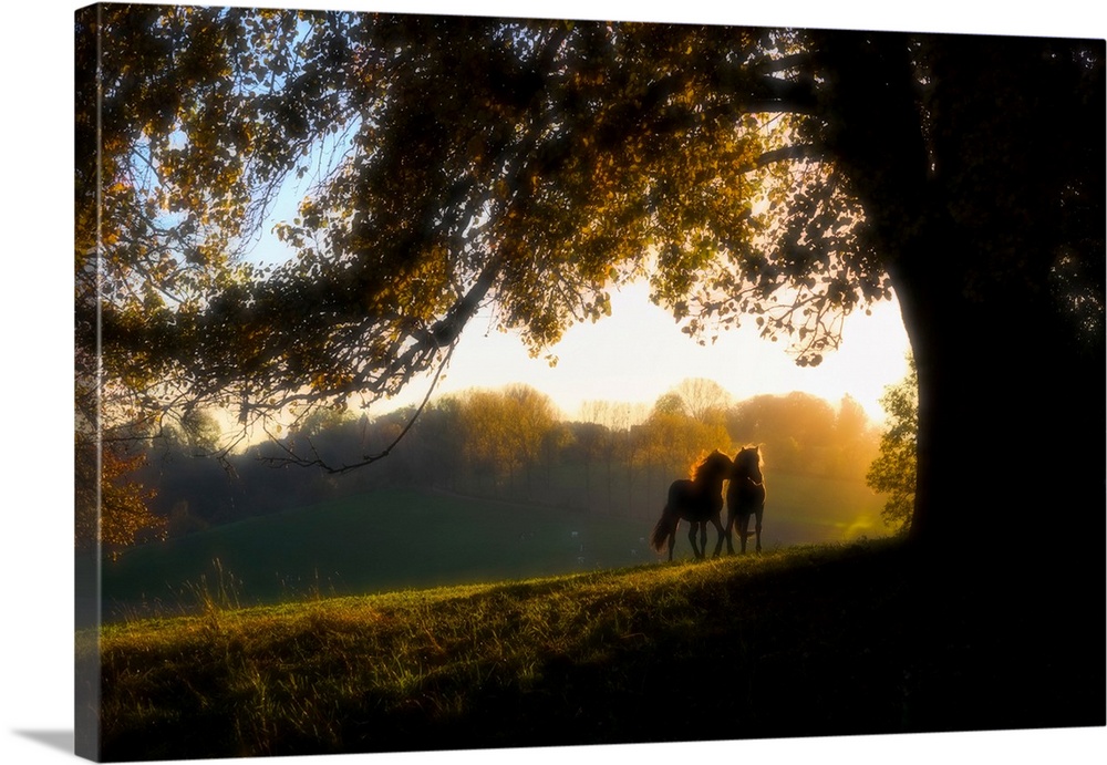 Two horses at sunset, baden wurttemberg, germany.