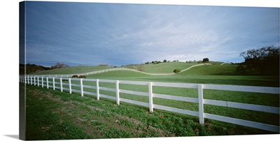 Two horses in a field, Los Olivas, California