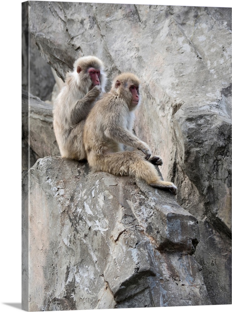 Two Japanese macaque sitting on rock, Ueno Park, Tokyo, Japan