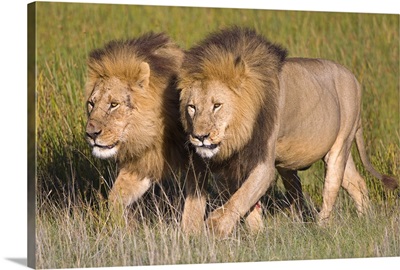 Two lion brothers walking in a forest, Ngorongoro Conservation Area, Arusha Region, Tanzania (Panthera leo)