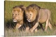 image thumbnail of Horizontal, oversized photograph of two male lions walking side by side amongst tall grasses in the Ngorongoro Conservatio...