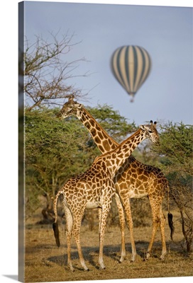 Two Masai giraffes and a hot air balloon, Tanzania