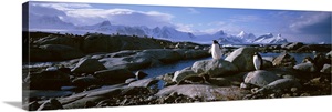 Two penguins standing on rocks, Peterman Island image thumbnail
