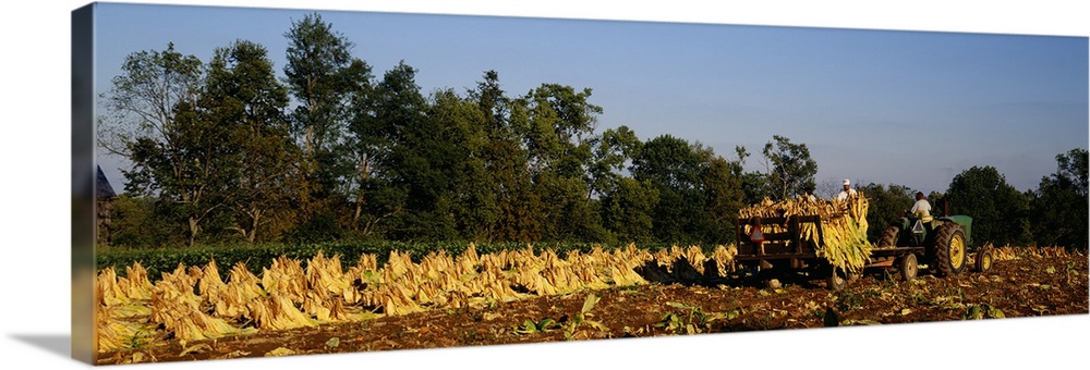 Two people harvesting tobacco, Winchester, Kentucky