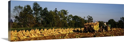 Two people harvesting tobacco, Winchester, Kentucky