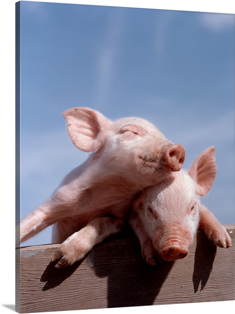 Two piglets leaning against each other on fence rail.