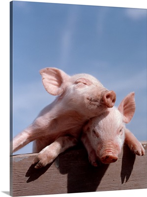 Two Piglets Leaning Against Each Other On Fence Rail