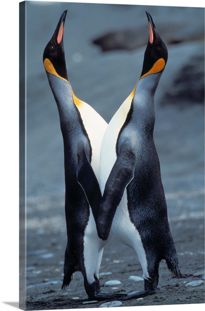 Two Royal Penguins