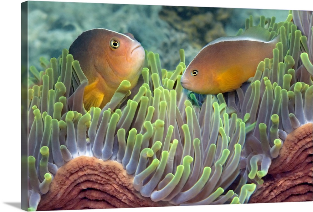 Big, horizontal photograph of two skunk anemone fish facing each other while emerging from a waving, Indian bulb anemone i...