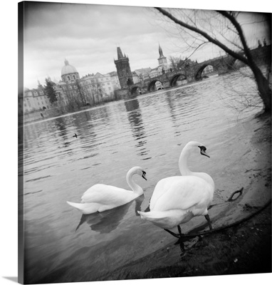 Two swans in a river, Vltava River, Prague, Czech Republic