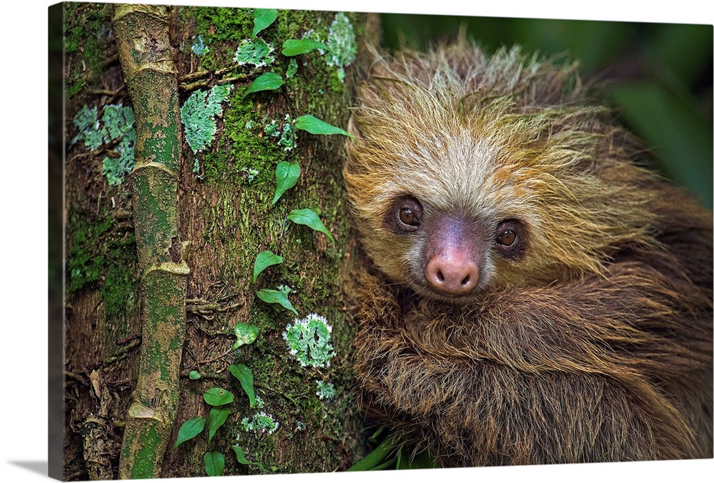 Two-Toed Sloth (Choloepus didactylus), Tortuguero, Costa Rica