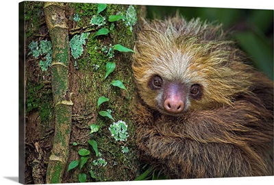 Two-Toed Sloth, Tortuguero, Costa Rica