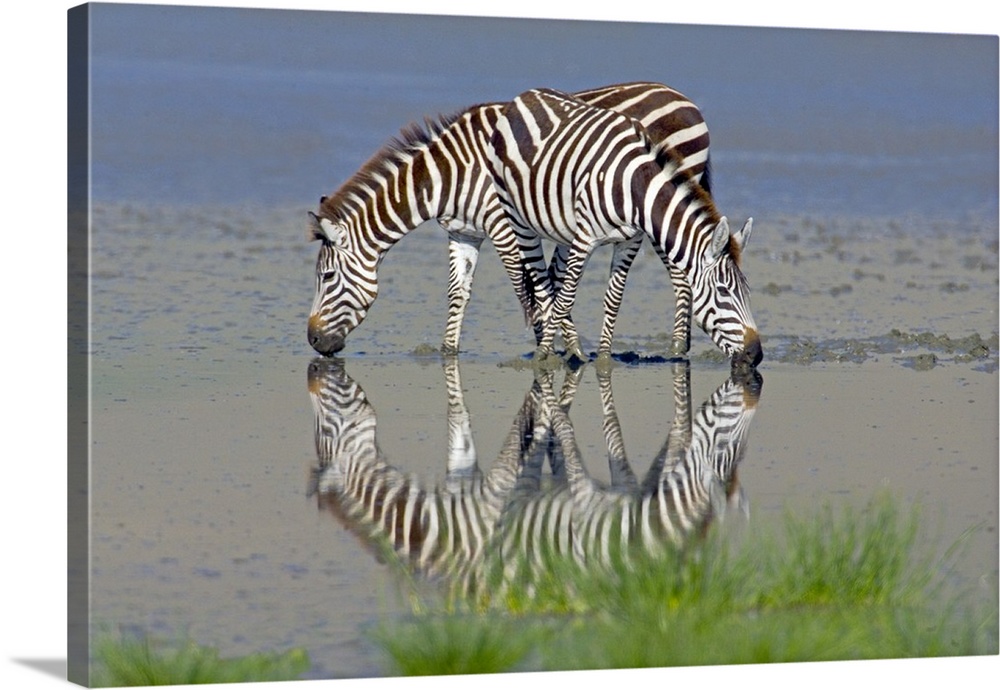 Large photograph includes a couple striped African wild horses enjoying a drink from a large body of shallow water in Afri...