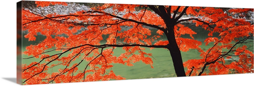 A large tree with colorful leaves on its long branches grows on the banks of the Uji River in Kyoto, Japan in this large p...