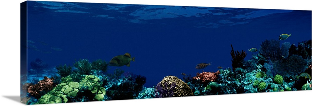 Photograph of a coral reef with several coral and sponge species along the bottom, and four tropical fish swimming above.