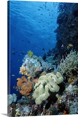 Underwater coral wall with tropical fish and invertebrates, Maldives