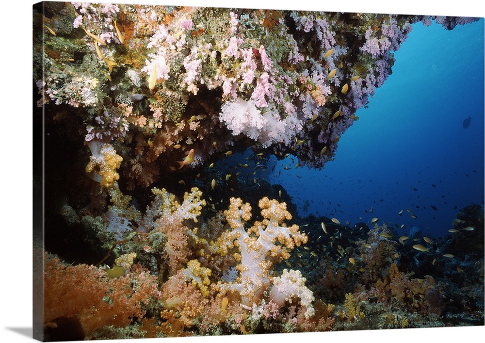Underwater coral wall with tropical fish and invertebrates, Maldives
