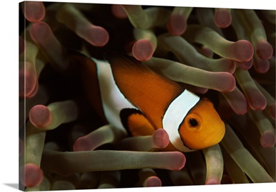 Underwater scene of Clown anemonefish (Amphiprion ocellaris) with sea anemones (Heteractis magnifica), Sulawesi, Indonesia