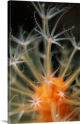 Underwater scene of Orange alcyonaria coral