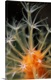 image thumbnail of Underwater scene of Orange alcyonaria coral with polyps open feeding at night, Sulawesi, Indonesia