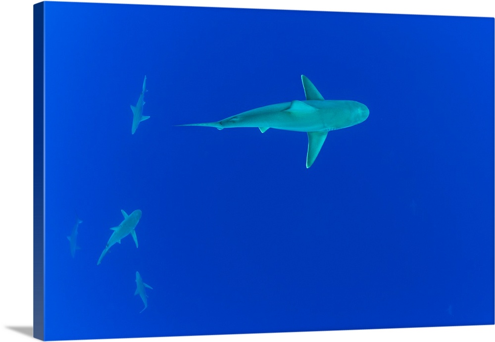 Underwater view of sharks swimming in ocean, Hawaii, USA