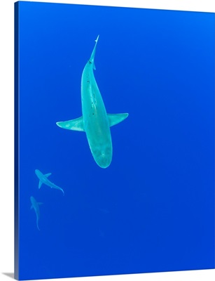 Underwater view of sharks swimming in ocean, Hawaii