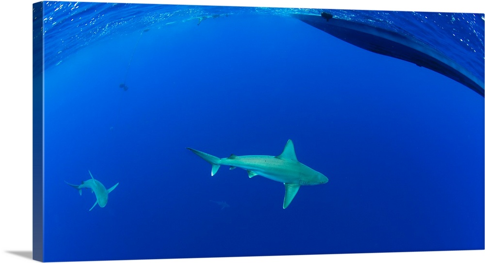 Underwater view of sharks swimming in ocean, Hawaii, USA